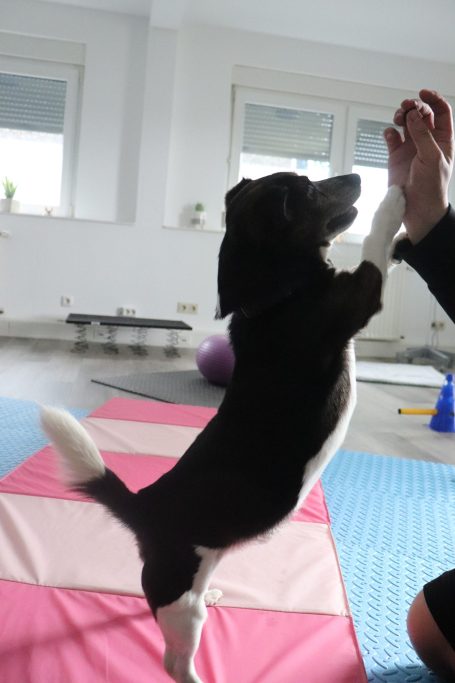 Magnetfeldtherapie